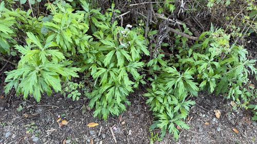 iNaturalist observation photo of California mugwort