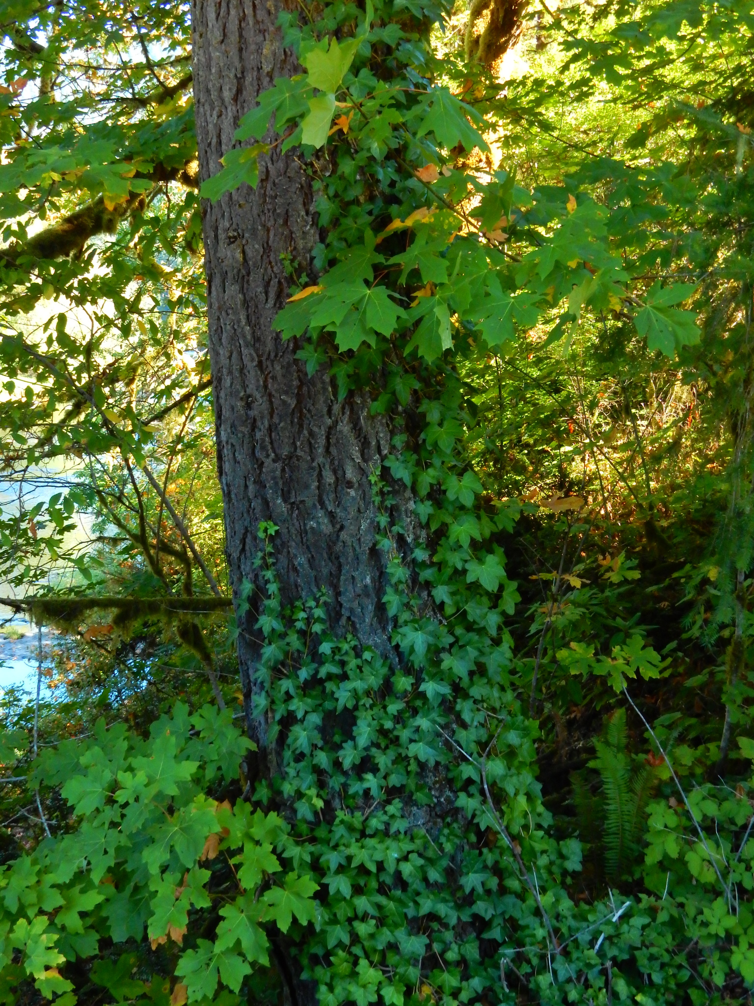 Atlantic Ivy (Hedera hibernica)