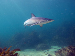 Carcharhinus obscurus
