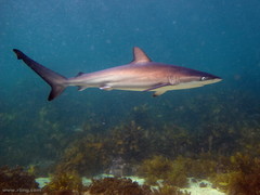 Carcharhinus obscurus