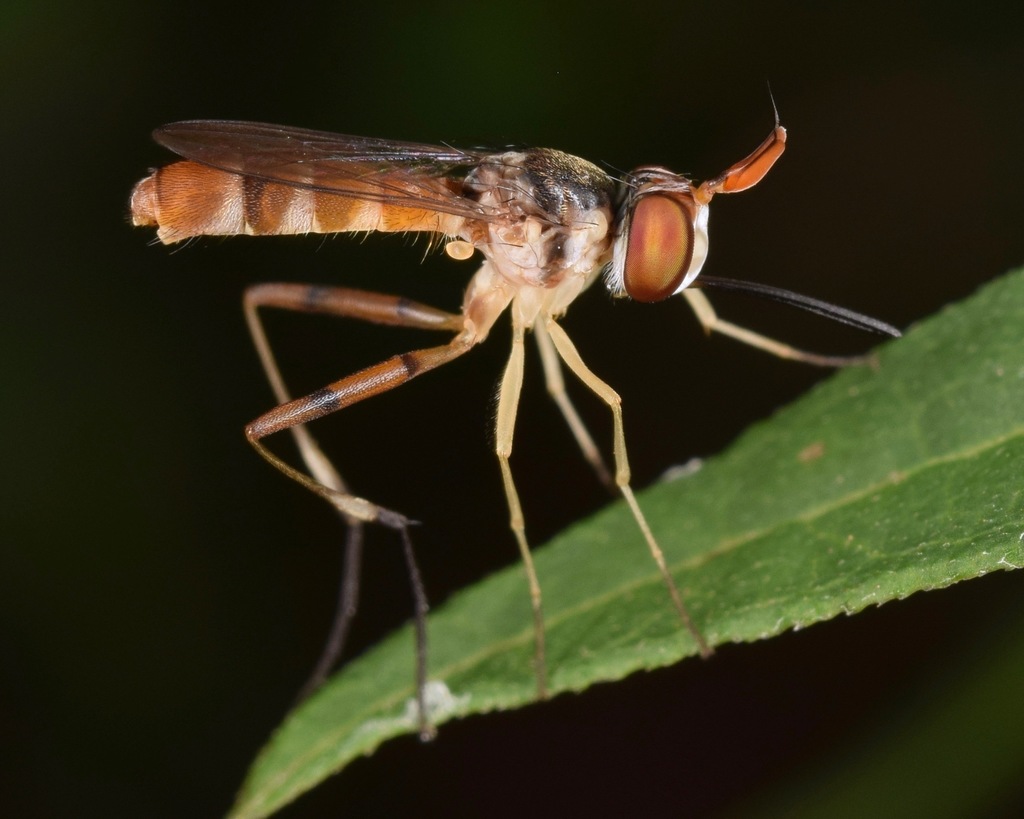 Stylogaster neglecta