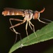 Stylogaster neglecta - Photo (c) skitterbug, algunos derechos reservados (CC BY), subido por skitterbug