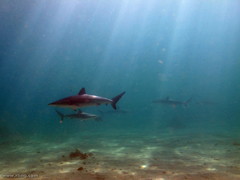 Carcharhinus obscurus