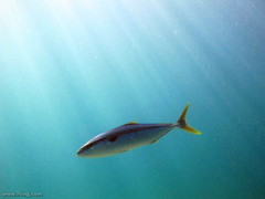 Seriola lalandi