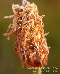 Eleocharis albida