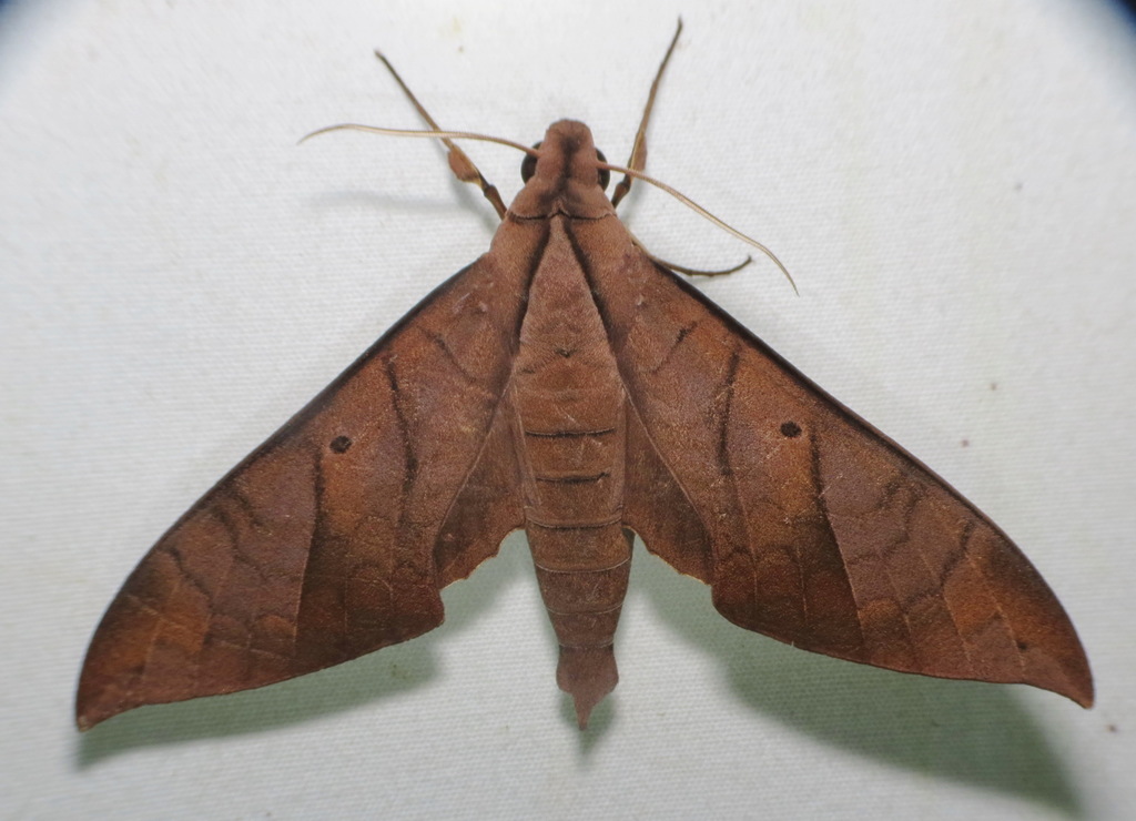 Darceta Sphinx