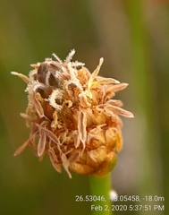 Eleocharis albida
