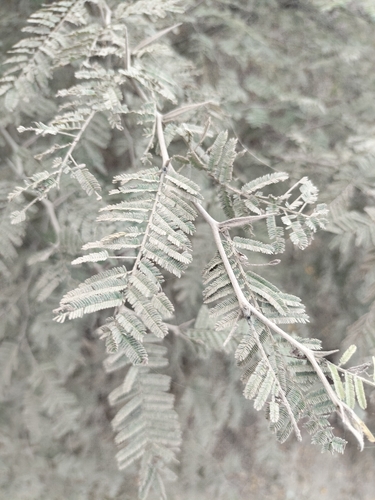 Boat-spine Acacia (Vachellia campeachiana)