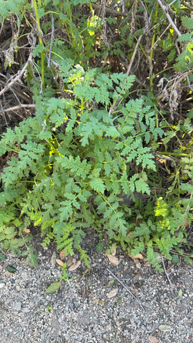 iNaturalist observation photo of branching phacelia