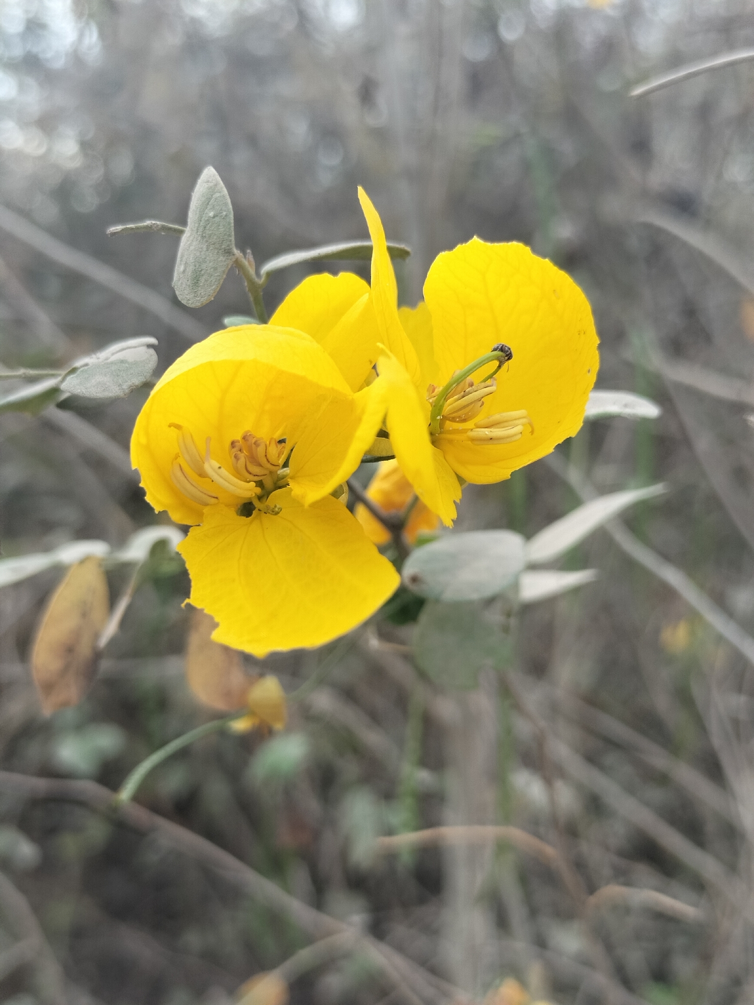 Twin-Flowered Cassia (Senna pallida)
