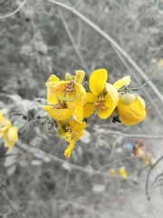 Senna pallida, photograph author not stated, no rights reserved