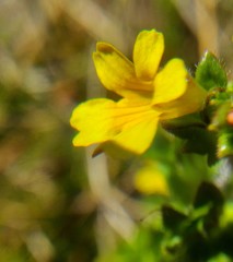 Euphrasia cockayneana