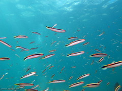 Trachinops taeniatus