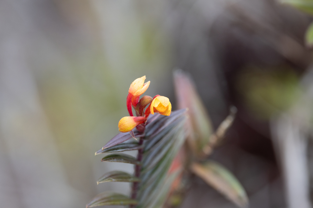 Dendrobium subclausum Rolfe 4