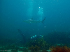 Carcharhinus obscurus