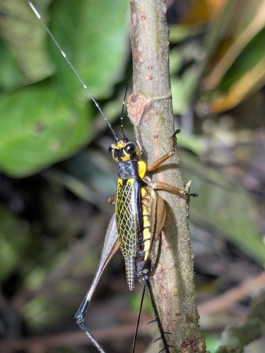 Nisitrus insignis