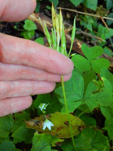 trilliumleaf woodsorrel (Oxalis trilliifolia)
