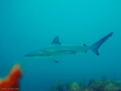 Carcharhinus obscurus