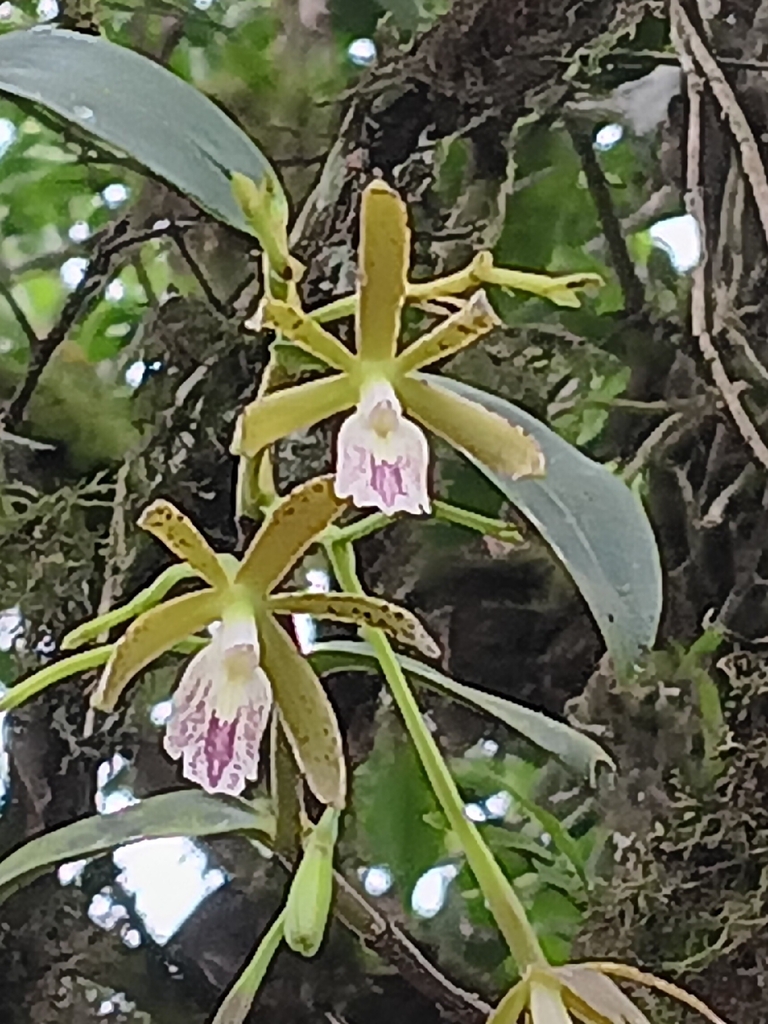 Epidendrum medinae Dodson 2