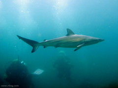 Carcharhinus obscurus