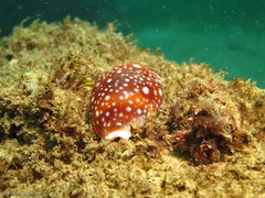 Lyncina vitellus