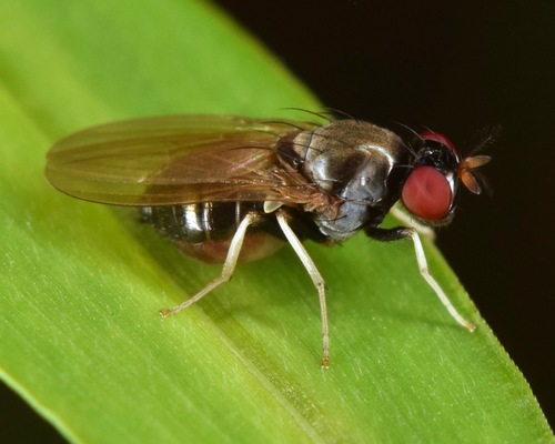 Melanomyza gracilipes