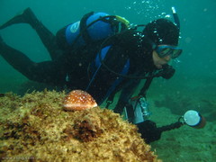 Lyncina vitellus