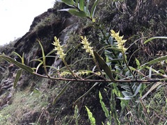 Epidendrum rugulosum