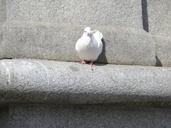 Columba livia domestica