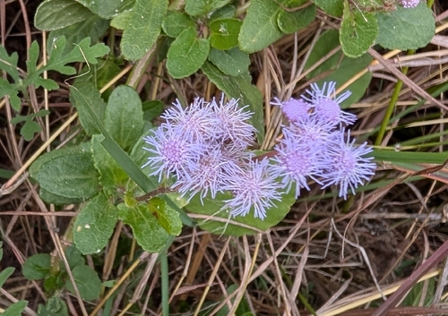 Conoclinium betonicifolium, photograph 4