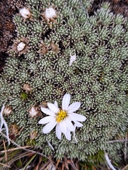 Celmisia argentea, photograph (c) Heidi Meudt, some rights reserved (CC BY)