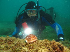 Lyncina vitellus