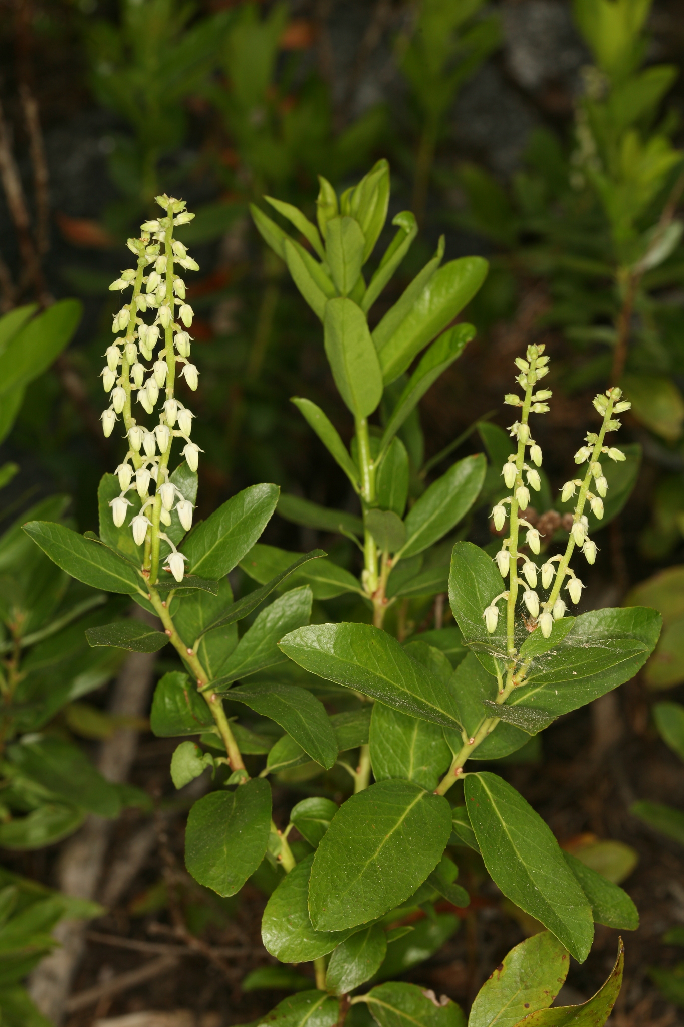 Sierra Laurel (Leucothoe davisiae)
