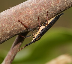 Rhinotia lineata