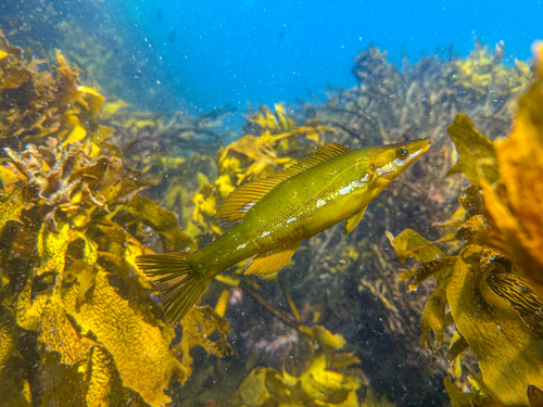 Butterfish (Odax pullus) — Odacidae — 5