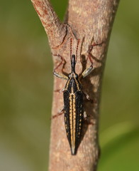 Rhinotia lineata