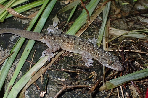 Gekko monarchus