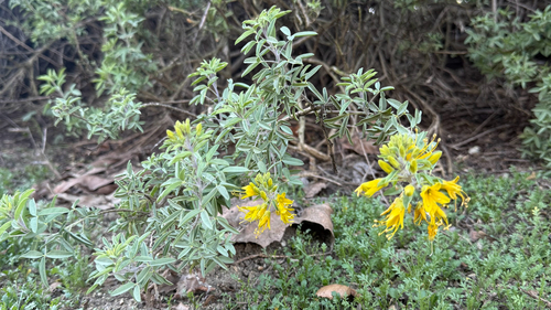 iNaturalist observation photo of Bladderpod