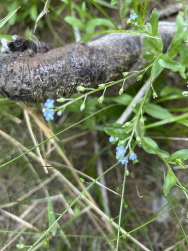 Bay forget-me-not (Myosotis laxa)