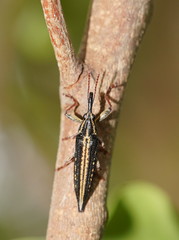 Rhinotia lineata