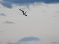 Sterna hirundinacea