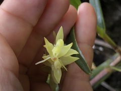 Epidendrum rugulosum