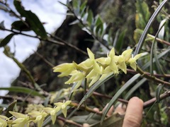 Epidendrum rugulosum