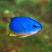Neon Damselfish - Photo (c) Richard Ling, some rights reserved (CC BY-NC-ND)