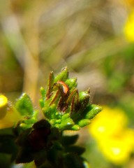 Euphrasia cockayneana