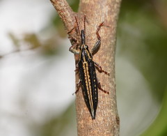 Rhinotia lineata
