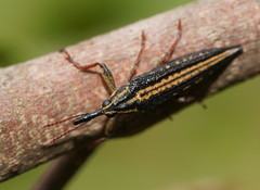 Rhinotia lineata