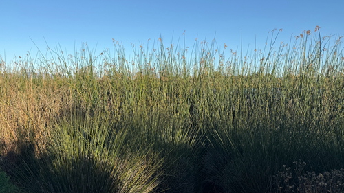 iNaturalist observation photo of California bulrush