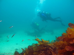 Trachinops taeniatus