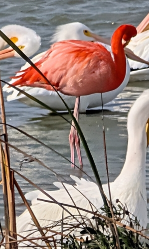American Flamingo (Phoenicopterus ruber), photo 4
